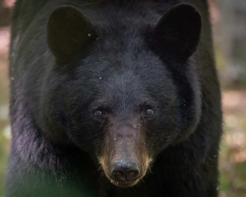 black bear